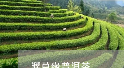 濮草缘普洱茶/2023042887323