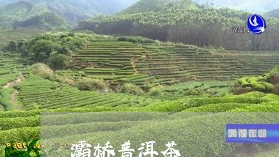 灞桥普洱茶/2023090576281