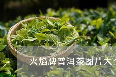 火焰牌普洱茶图片大全/2023100520414