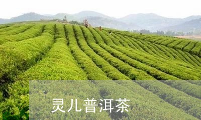 灵儿普洱茶/2023102582748