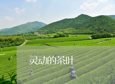 灵动的茶叶/2023090207160