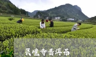 灵境寺普洱茶/2023042911605