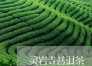 灵岩寺普洱茶/2023042884838