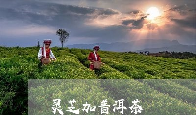 灵芝加普洱茶/2023042726064