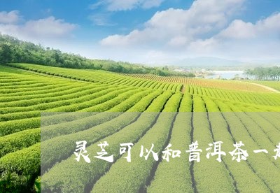 灵芝可以和普洱茶一起煲吗/2023081712824