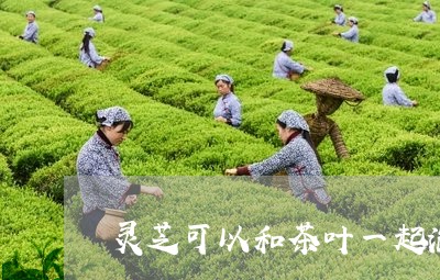 灵芝可以和茶叶一起泡着喝吗/2023052694160