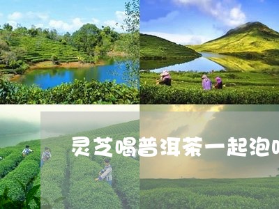 灵芝喝普洱茶一起泡吗/2023092659496