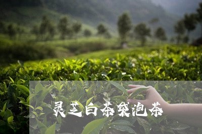 灵芝白茶袋泡茶/2023073041584