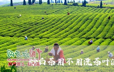 炒白茶用不用洗茶叶泡/2023100289390