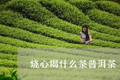 烧心喝什么茶普洱茶/2023091420496