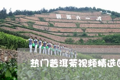 热门普洱茶视频精选图片/2023101707283