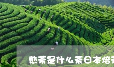 煎茶是什么茶日本焙茶是什么茶/2023060182816