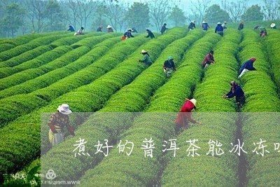 煮好的普洱茶能冰冻吗/2023062135157