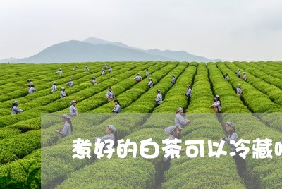 煮好的白茶可以冷藏喝吗/2023102738591