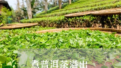 煮普洱茶溢出/2023042641763