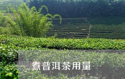 煮普洱茶用量/2023042730147