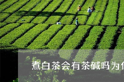 煮白茶会有茶碱吗为什么/2023102717403