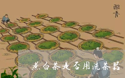 煮白茶是否用洗茶器/2023072102036