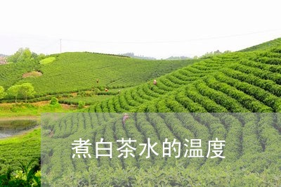 煮白茶水的温度/2023060222817