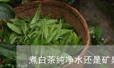 煮白茶纯净水还是矿泉水/2023102721726