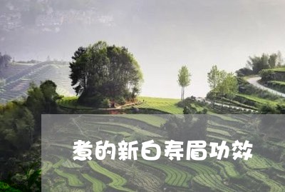 煮的新白寿眉功效/2023090850384