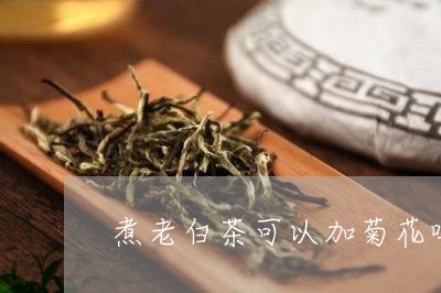 煮老白茶可以加菊花吗/2023100230694