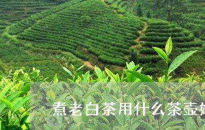 煮老白茶用什么茶壶好/2023100261704