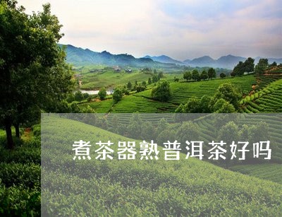 煮茶器熟普洱茶好吗/2023110740693