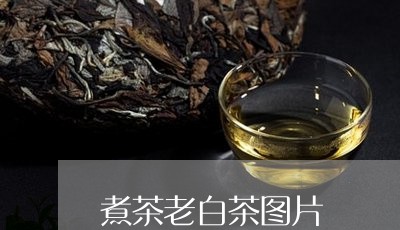 煮茶老白茶图片/2023060291624