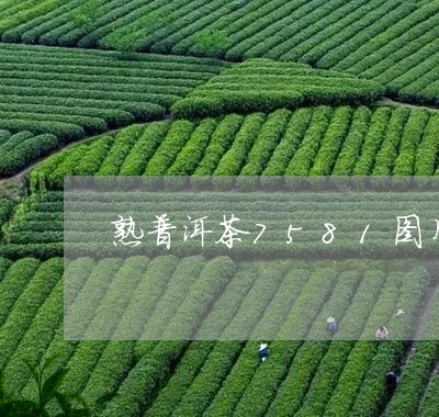 熟普洱茶7581图片/2023100714150