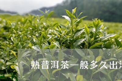 熟普洱茶一般多久出汤啊/2023120764038