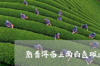 熟普洱茶上面白色斑点/2023062782808