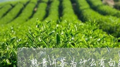 熟普洱茶为什么有白色/2023062361048