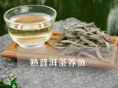 熟普洱茶养鱼/2023042649416