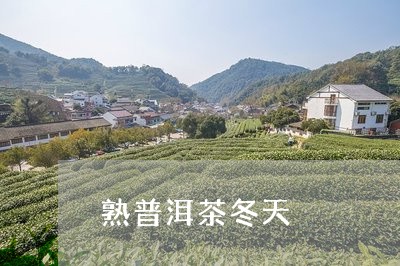 熟普洱茶冬天/2023112640693