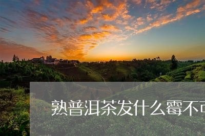 熟普洱茶发什么霉不可以喝/2023082522827