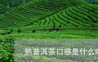 熟普洱茶口感是什么味道的/2023082500481