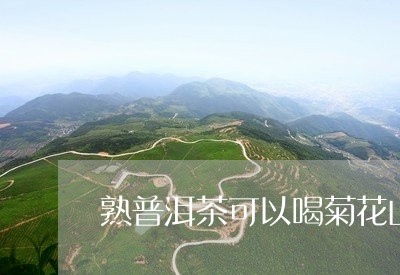 熟普洱茶可以喝菊花山楂一起泡吗/2023060326858