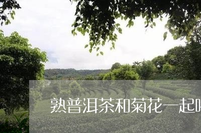 熟普洱茶和菊花一起喝/2023092708260