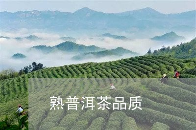 熟普洱茶品质/2023042815329