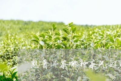 熟普洱茶哪种茶气好点/2023121876160