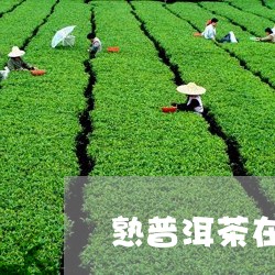 熟普洱茶在什么时间喝/2023062972841