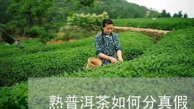 熟普洱茶如何分真假/2023101744737