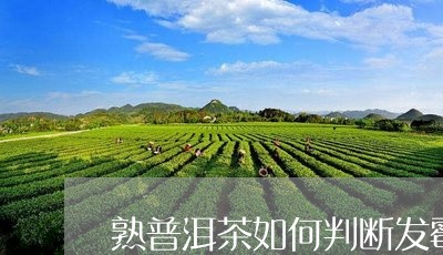 熟普洱茶如何判断发霉没/2023083131626