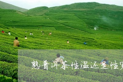 熟普洱茶性温还是性寒/2023062057380