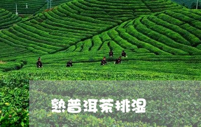 熟普洱茶排湿/2023042733341