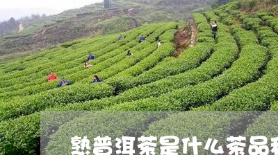 熟普洱茶是什么茶品种/2023100755927