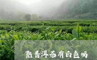 熟普洱茶有白色吗/2023110717269