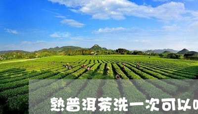 熟普洱茶洗一次可以吗/2023061430592