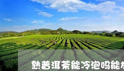 熟普洱茶能冷泡吗能放多久/2023082751805